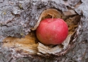 Apple, Montana-Crans Switzerland